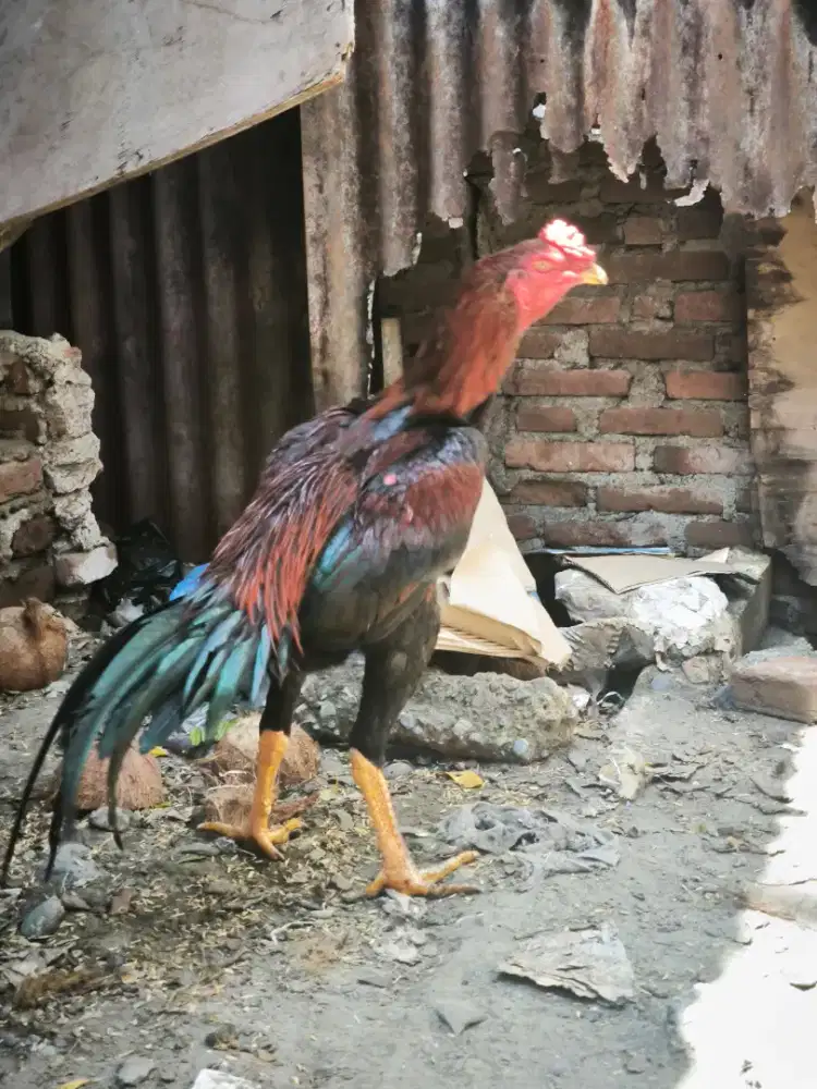 Ayam Bangkok Jenis kurang paham