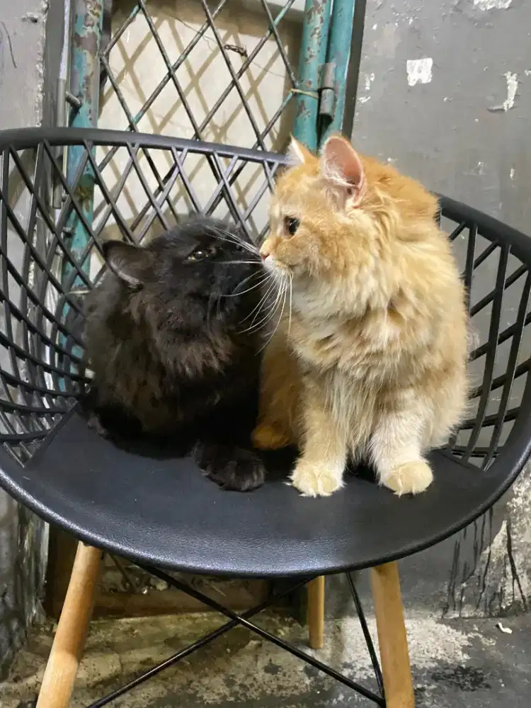 Kucing Persia 10 bulan