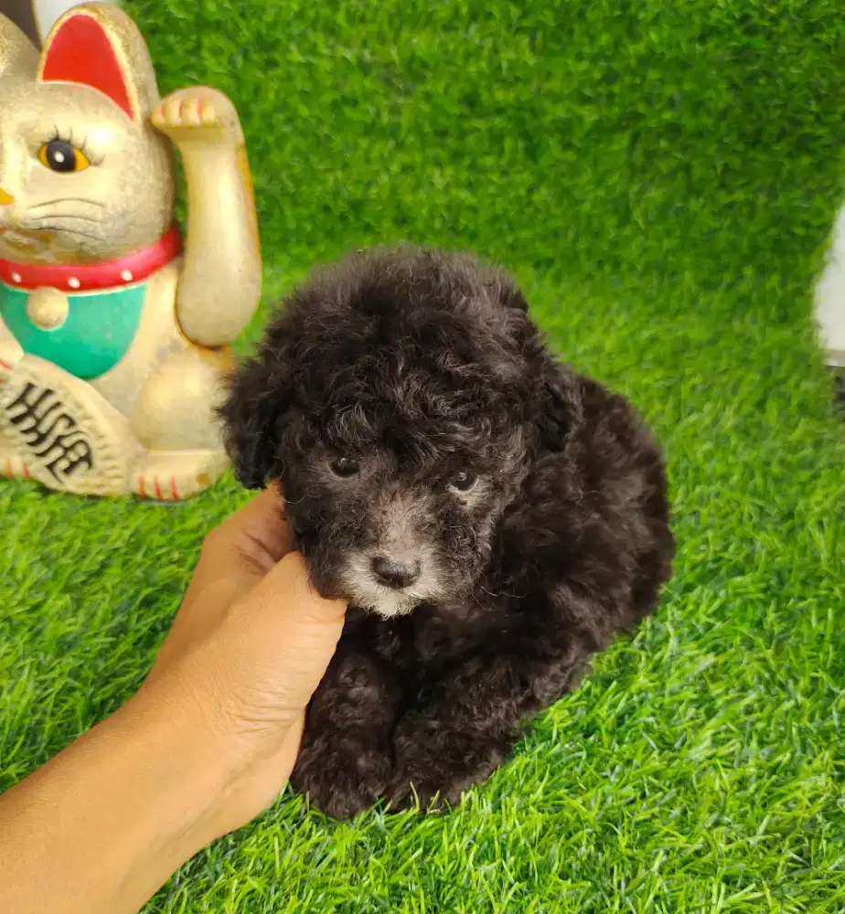 Silver female tiny poodle