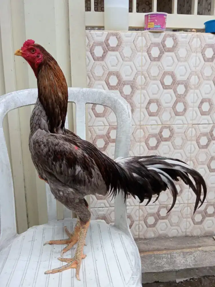 Ayam Bangkok Mangon msh blum abaran