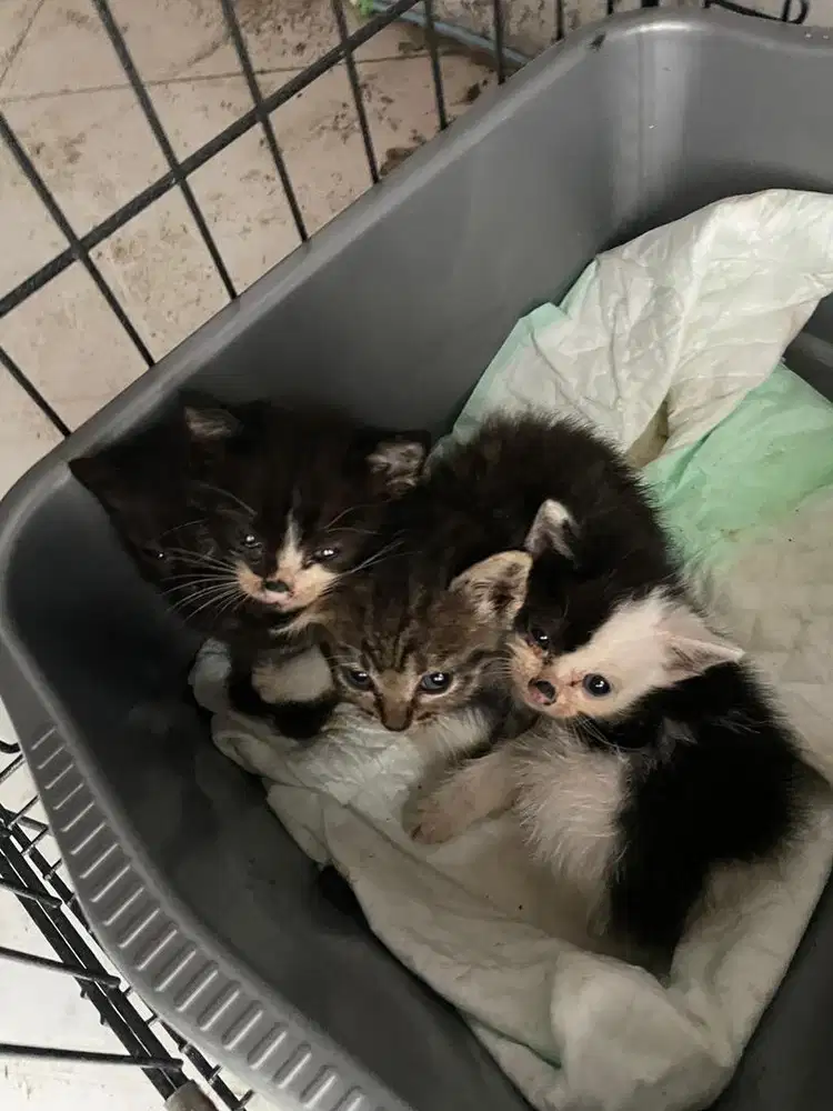 Kucing himalaya x persia