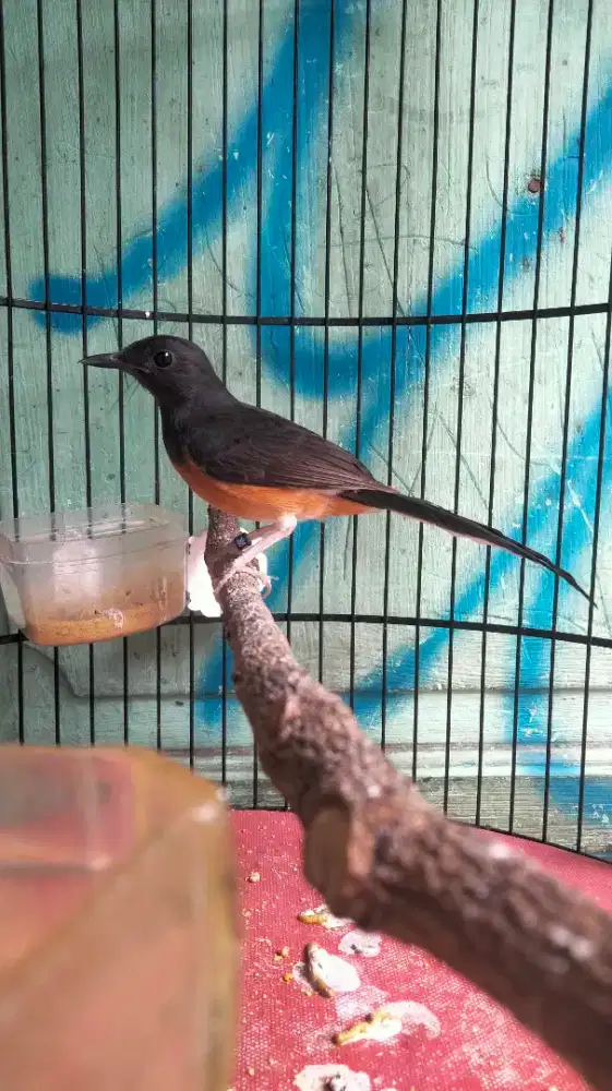 Murai Batu Medan Bahorok Blorok Trah Panda Badan Gede Super Prospekan