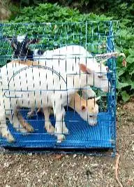 paketan 3 ekor kambing mini 3-4 bln 1 jantan 2 betina TB 30cm kerdil