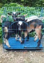 paketan 3 ekor kambing mini 3-4 bln 1 jantan 2 betina TB 30cm kerdil