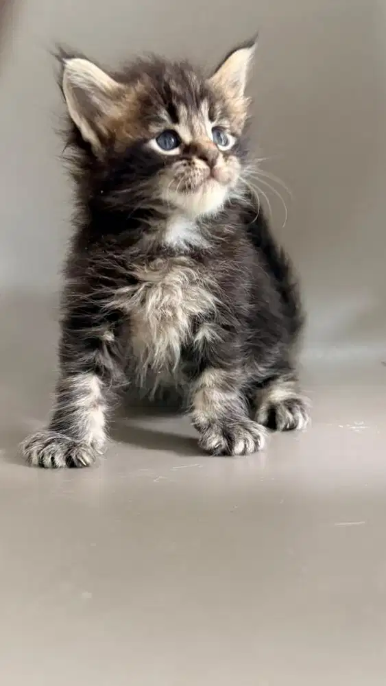 Mainecoon ped / non ped