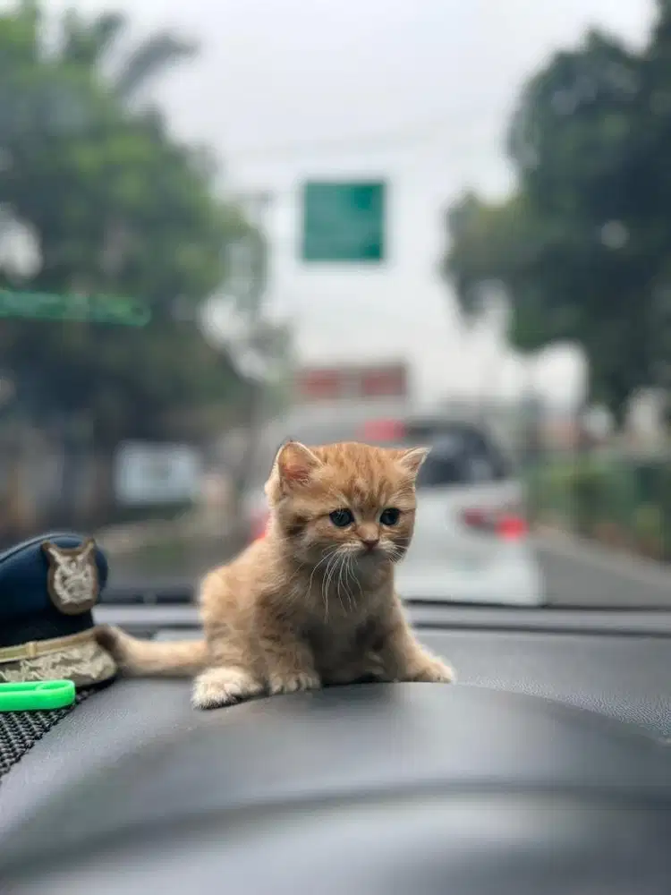 Kucing BSH Golden Betina