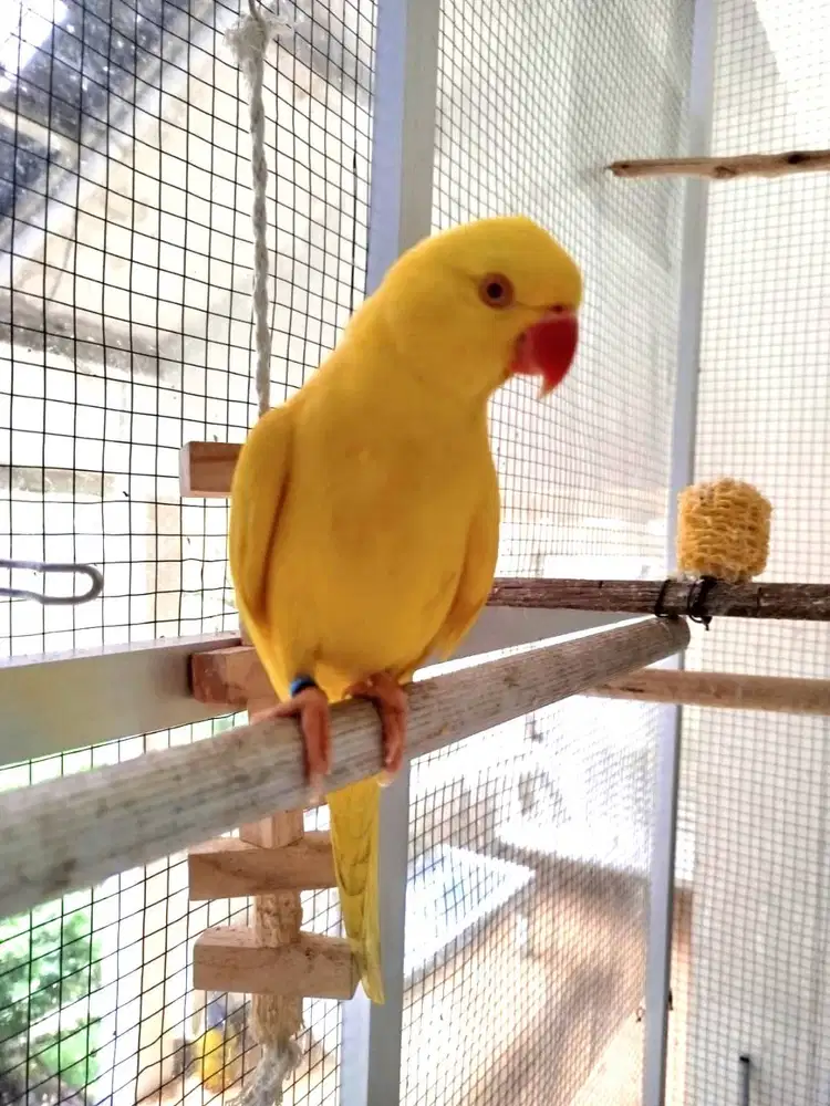 Indian Ringneck ring neck Lutino betina