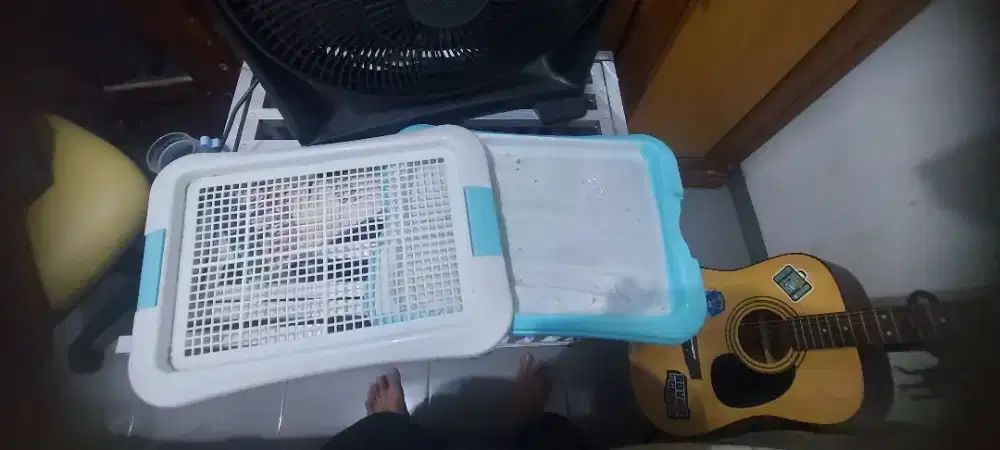 Untuk latihan anjing kencing dan pup