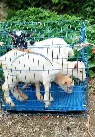 paketan 3 ekor kambing mini 3-4 bulan 1 jantan 2 betina pygmi F1 unik