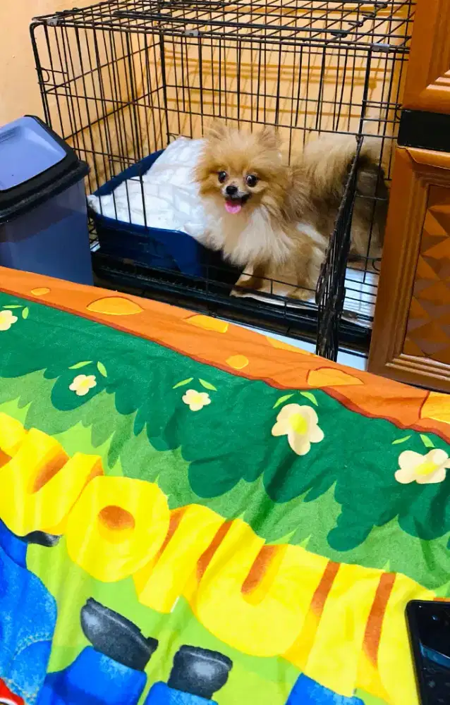Anjing MiniPom kecil