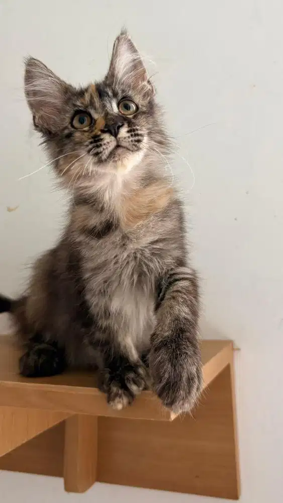 Mainecoon  female