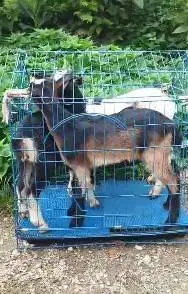 3 ekor anakan kambing mini 1 jantan 2 betina 3-4 bulan F1 pygmi exotik