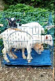 3 ekor anakan kambing mini 1 jantan 2 betina 3-4 bulan F1 pygmi exotik