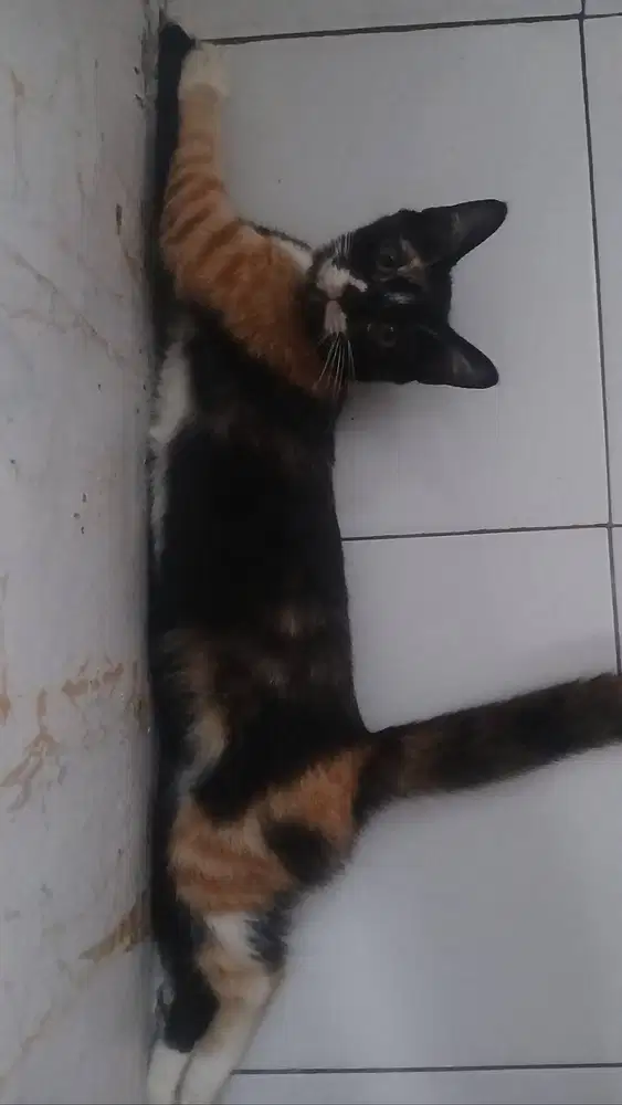 Jual Anggora Kitten Betina