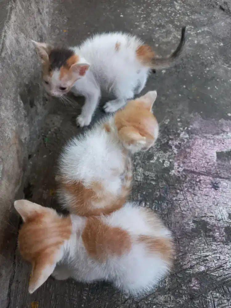 Open adopt kitten usia 2bulan