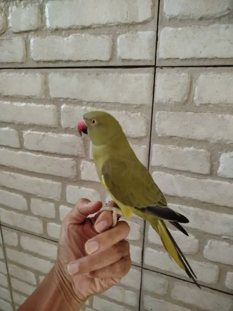 Indian Ringneck ring neck Jantan