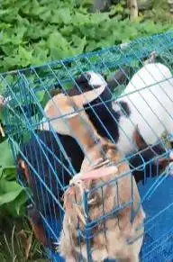 3 ekor kambing mini pygmi F1 3-4 bulan paket murmer 1 jantan 2 betina