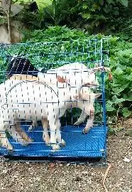 paketan 3 ekor anakan kambing mini 3-4 bln 1 jantan 2 betina pygmi F1