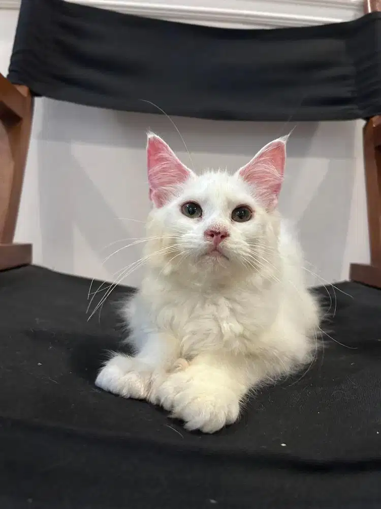 Mainecoon polydactyl