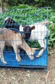 paketan 3 ekor kambing mini 3-4 bln 1 jantan 2 betina TB 30cm pygmi F1