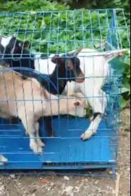 3 ekor anakan kambing mini pygmi F1 3-4 bln 1 jantan 2 betina kerdil