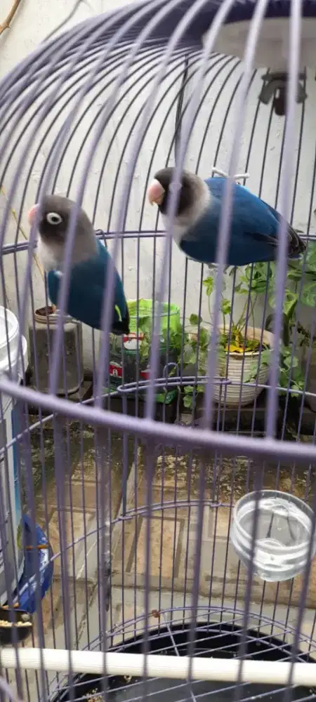Sepasang Love Bird dan kandang bulat