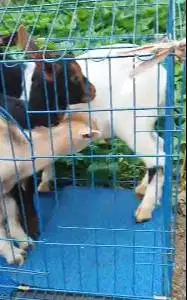 paketan 3 ekor anakan kambing mini pygmi F1 1 jantan 2 betina 3 bln ok