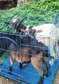 paketan 3 ekor anakan kambing mini pygmi F1 1 jantan 2 betina 3 bln ok