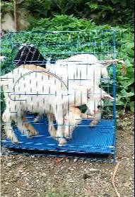 3 ekor anakan kambing mini pygmi 3-4 bln TB 30cm 1 jantan 2 betina top