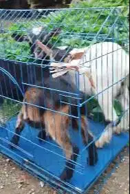 3 ekor anakan kambing mini pygmi 3-4 bln TB 30cm 1 jantan 2 betina top