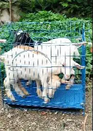 3 ekor anakan kambing mini F1 pygmi 3-4 bln 1 jantan 2 betina exotik
