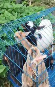 3 ekor anakan kambing mini F1 pygmi 3-4 bln 1 jantan 2 betina exotik