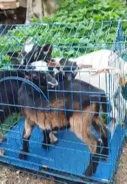 3 ekor anakan kambing mini F1 pygmi 3-4 bln 1 jantan 2 betina exotik