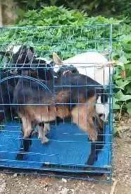 paketan 3 ekor kambing mini pygmi 3-4 bln 1 jantan 2 betina exotik top