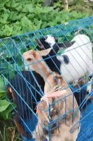paketan 3 ekor kambing mini pygmi 3-4 bln 1 jantan 2 betina exotik top