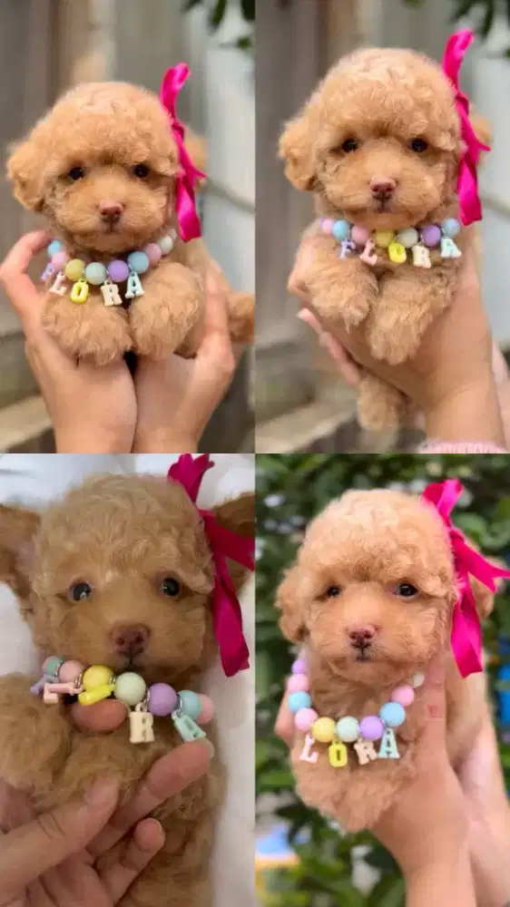 Poodle fawn Apricot