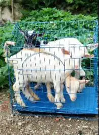 3 ekor anakan kambing mini F1 pygmi 1 jantan 2 betina 3-4 bln manteb