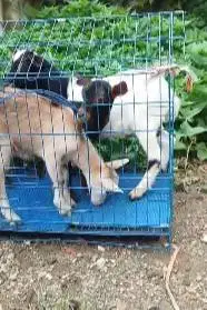 3 ekor anakan kambing mini F1 pygmi 1 jantan 2 betina 3-4 bln manteb