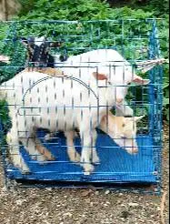 paketan 3 ekor anakan kambing mini pygmi F1 3-4 bln 1 jantan 2 betina