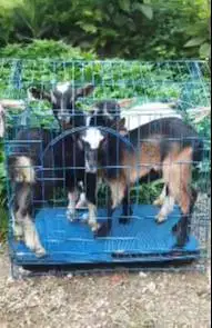 paketan 3 ekor anakan kambing mini pygmi F1 3-4 bln 1 jantan 2 betina