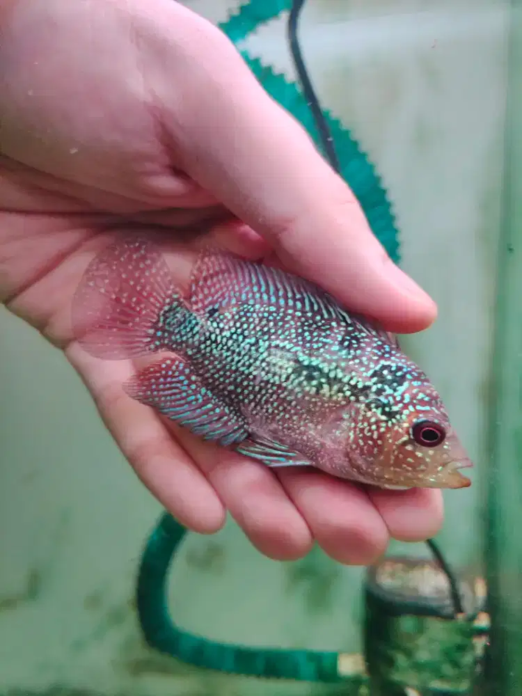 ikan lohan cencu gen gb 5-6cm cencu gen goldenbase lohan cencu 01