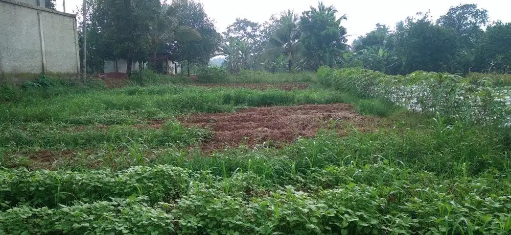 Di Jual Tanah dan Sawah Luas 2100 meter milik pribadi /tanpa perantara
