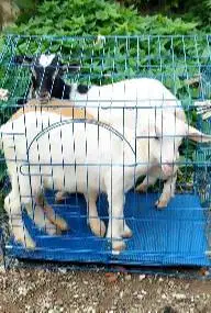 paketan 3 ekor anakan kambing mini pygmi F1 3-4 bln 1 jantan 2 betina