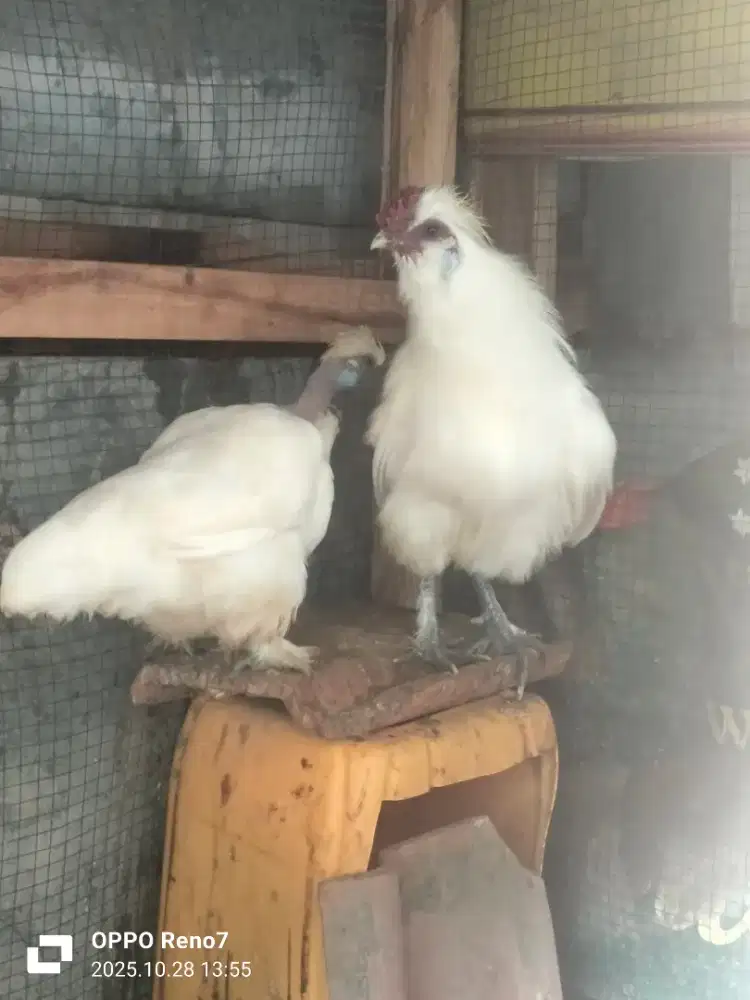 Kapas jantan & betina satin