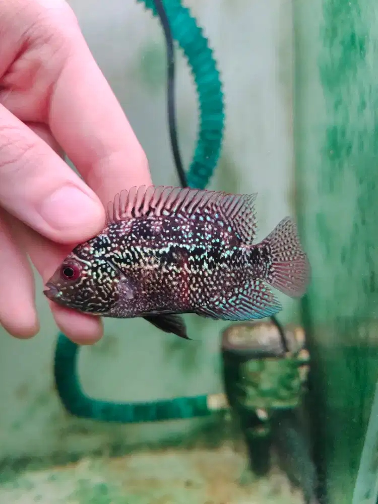 ikan lohan cencu gen gb 5-6cm cencu gen goldenbase lohan cencu 03