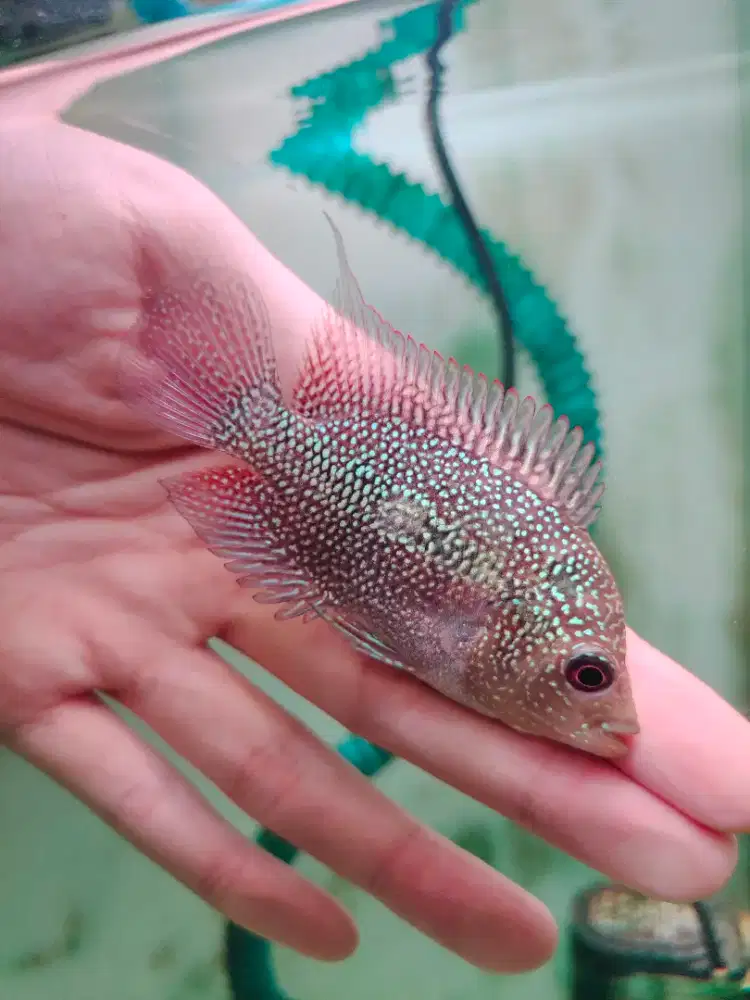 ikan lohan cencu gen gb 5-6cm cencu gen goldenbase lohan cencu 05