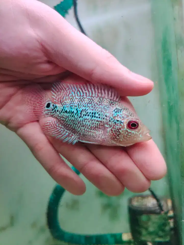 ikan lohan cencu gen gb 5-6cm cencu gen goldenbase lohan cencu 06