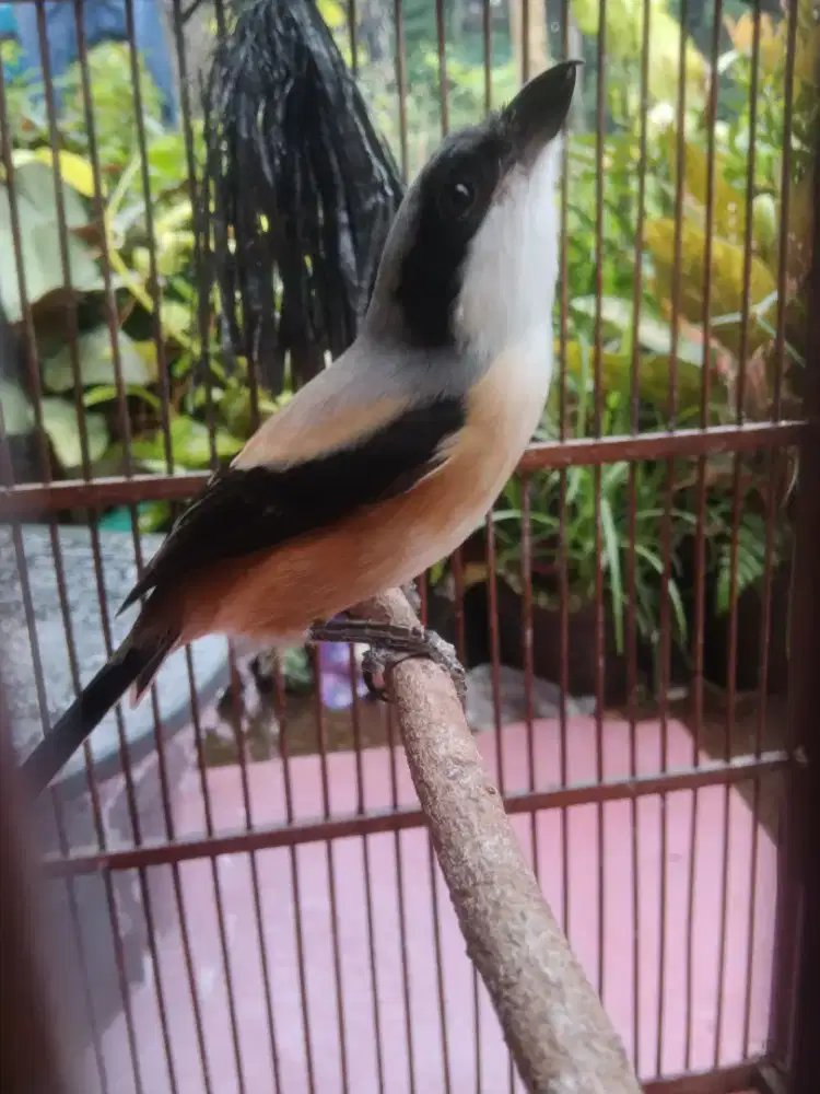 Burung cendet sembur rajin