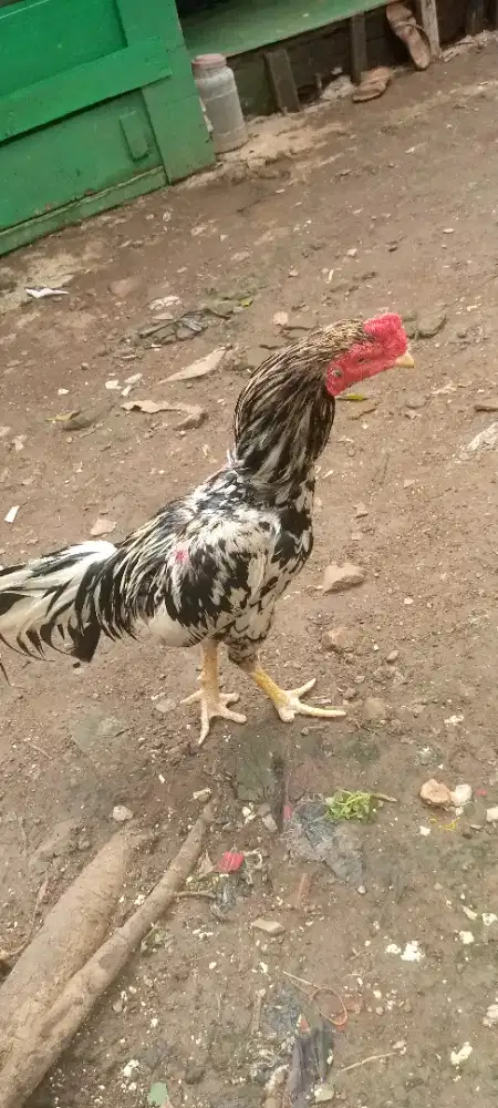 Jual ayam Bangkok klasik