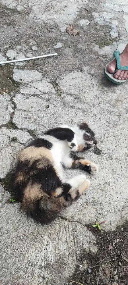 Anakan kucing anggora blaster long hair